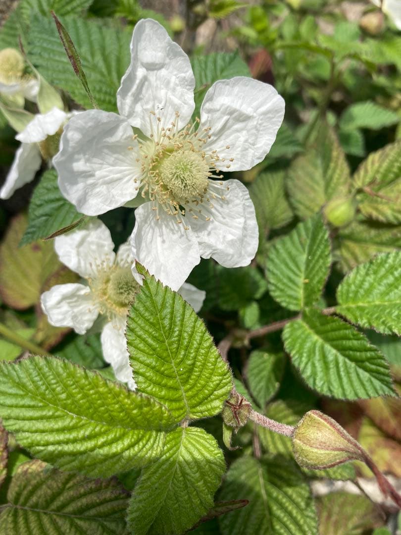 taluho　ニホンミツバチ　生ハチミツ　日本蜜蜂　1120g