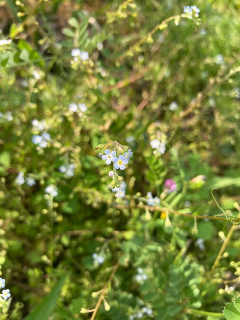 taluho　ニホンミツバチ　生ハチミツ　日本蜜蜂　1120g