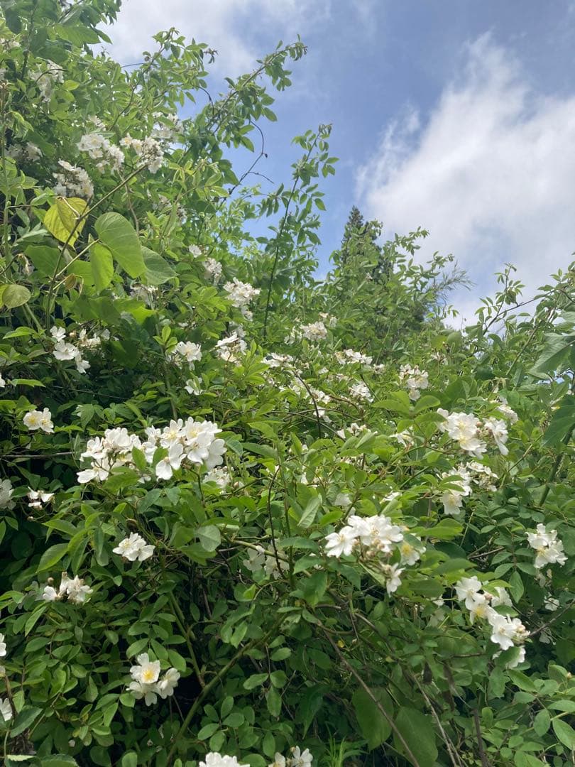 taluho　ニホンミツバチ　生ハチミツ　日本蜜蜂　1120g