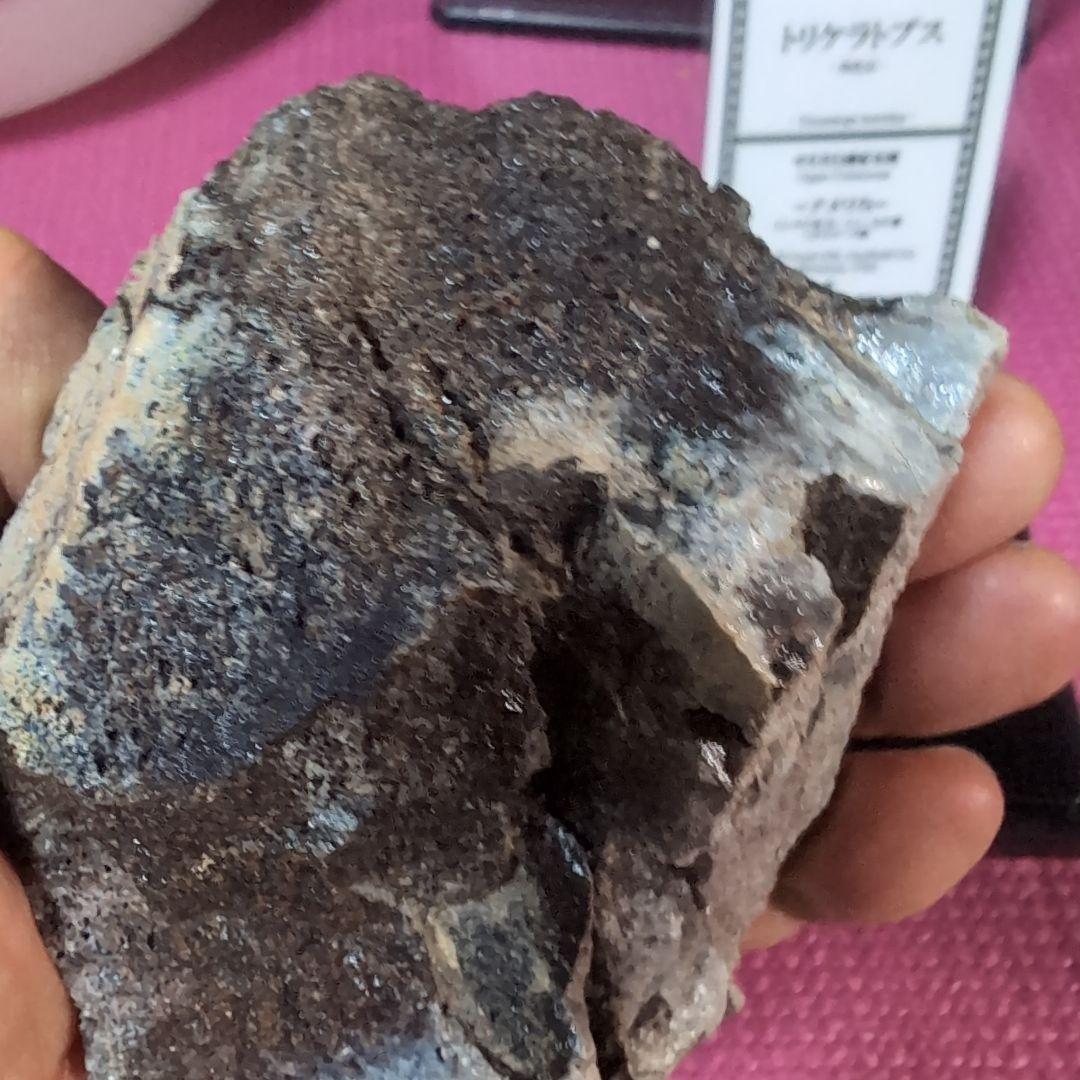 本物　トリケラトプス　特大角化石の一部　ラベル付き 485グラム