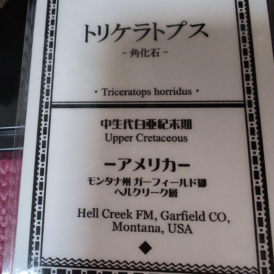 本物　トリケラトプス　特大角化石の一部　ラベル付き 485グラム