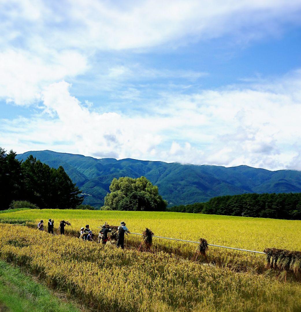 農家直送　長野県産　R7年産米　農薬不使用　はぜ掛け天日干しあさひの夢　10kg