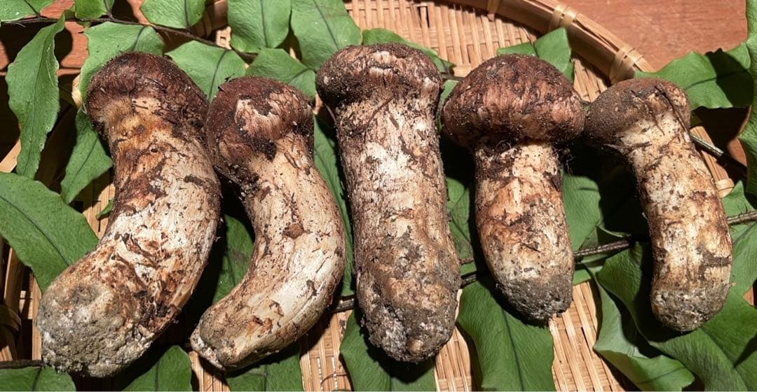 南信州産松茸　良品 10/15夕方採り231g