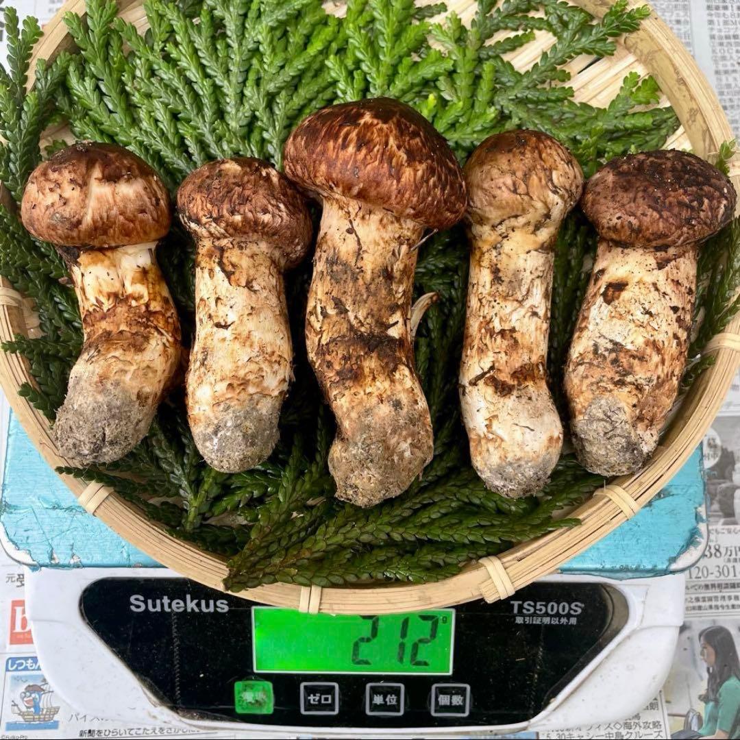 天然きのこ 松茸 国産 マツタケ まつたけ 大自然の凛さん採取その118