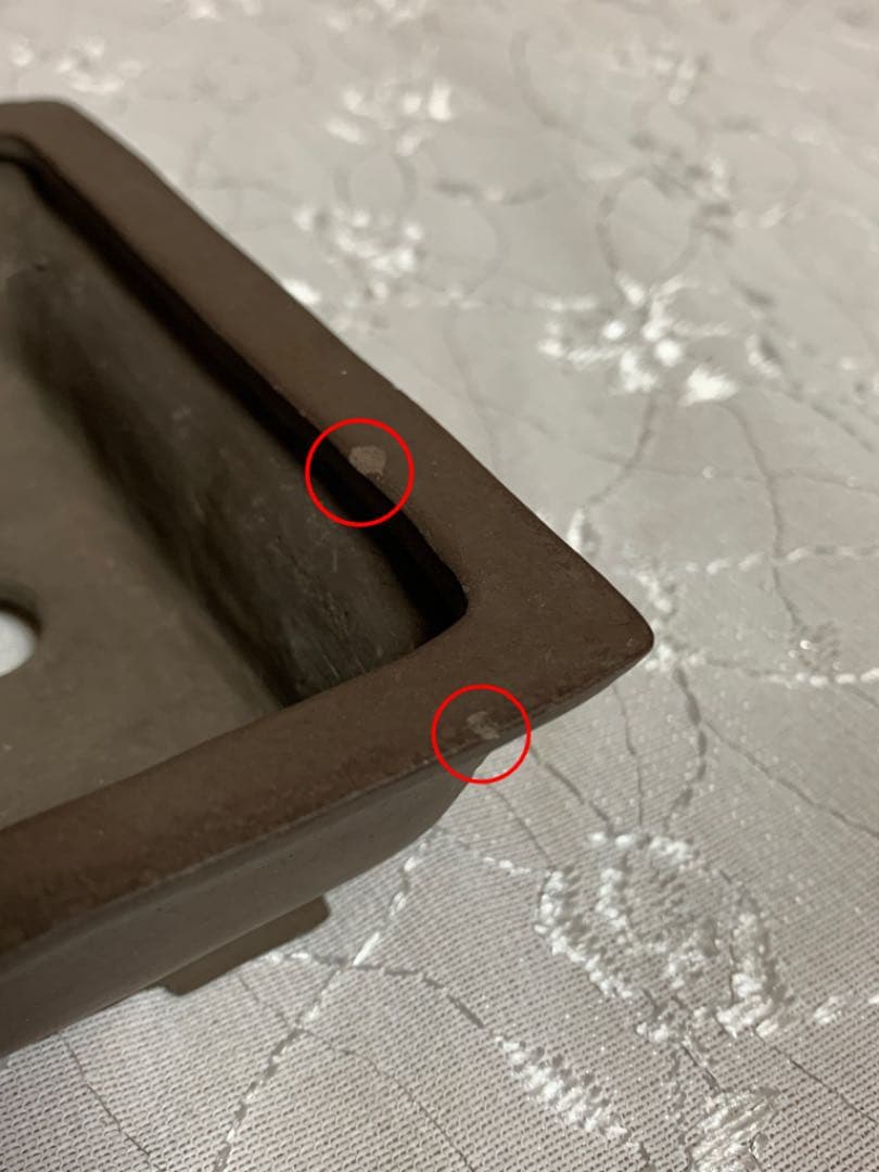 秋果　ほつれあり　盆栽鉢