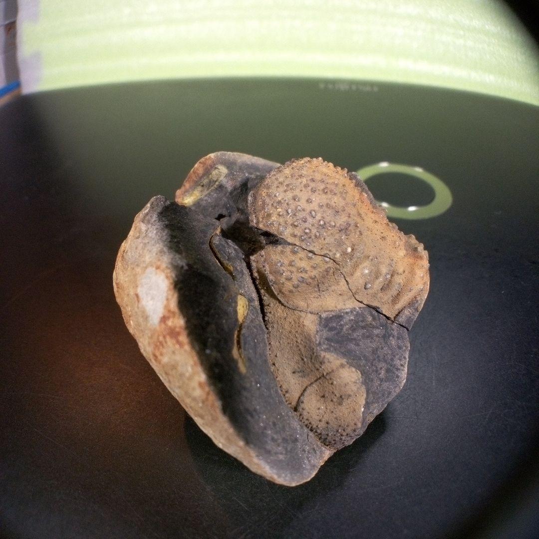 三葉虫　化石　fossil　海　ボリビア産　trilobite　ボリビア化石郡⑤