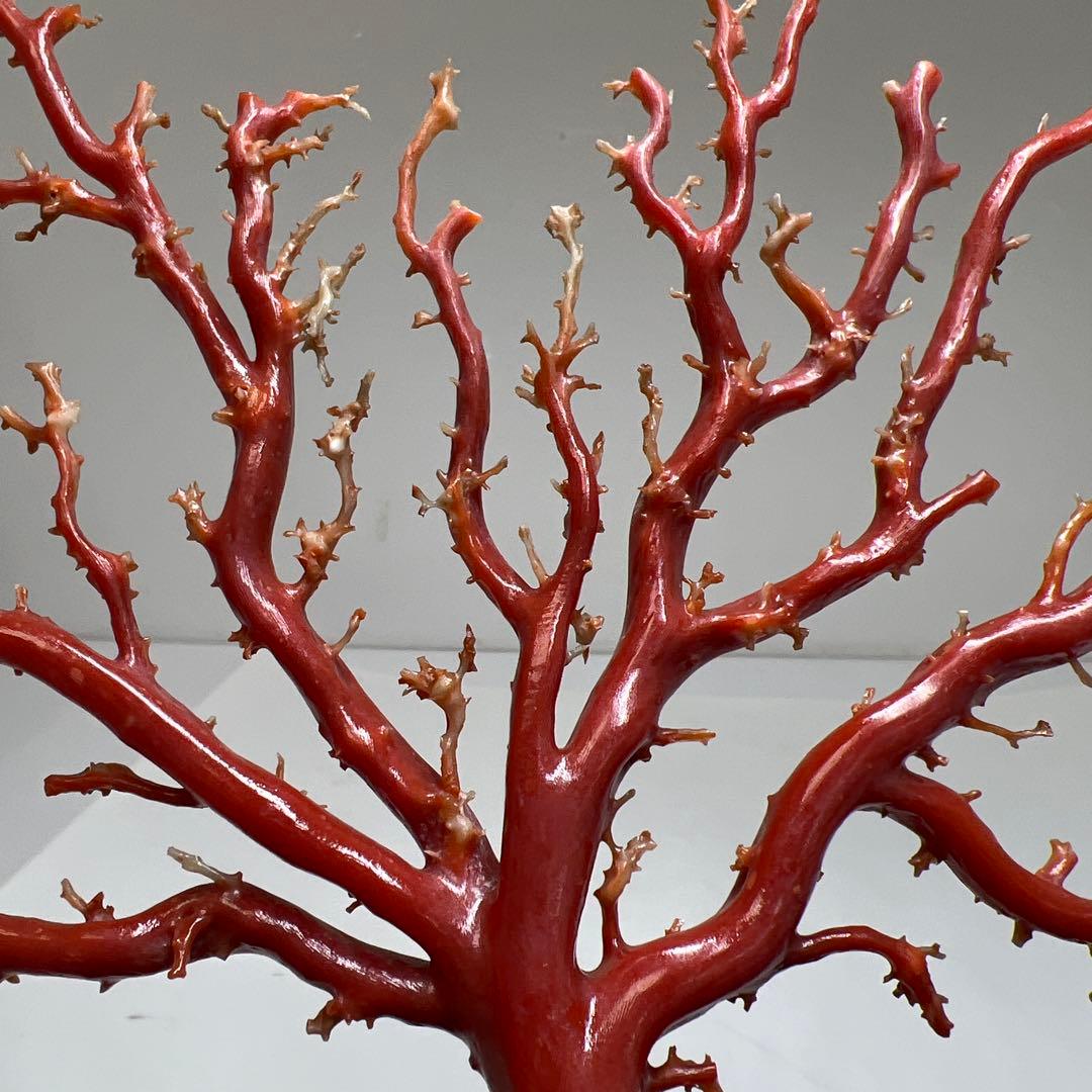 本血赤珊瑚　原木　195g(台込) 最大23.7mmトカコ東な8-0130☆1F