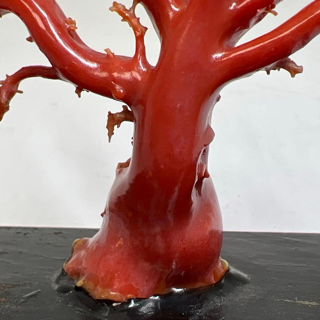 本血赤珊瑚　原木　195g(台込) 最大23.7mmトカコ東な8-0130☆1F