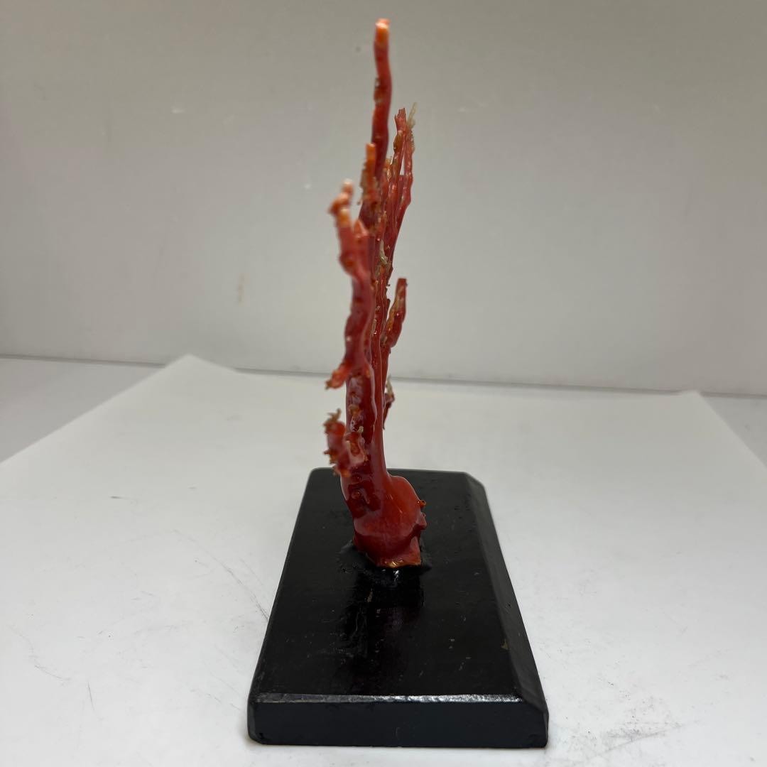 本血赤珊瑚　原木　195g(台込) 最大23.7mmトカコ東な8-0130☆1F