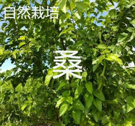 生葉/野草 ●セミオーダーページ● ウサギ ハムスター リクガメ モルモット 他