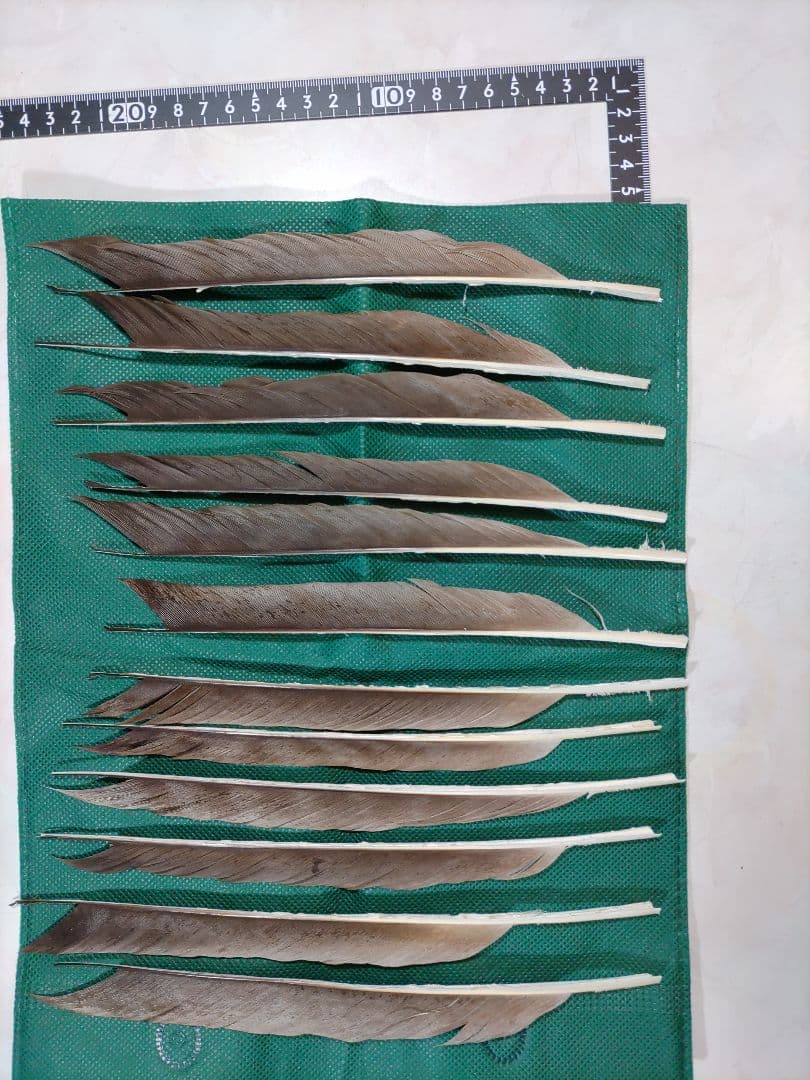 矢羽根　　磯鷲　ナタ貝方　12枚