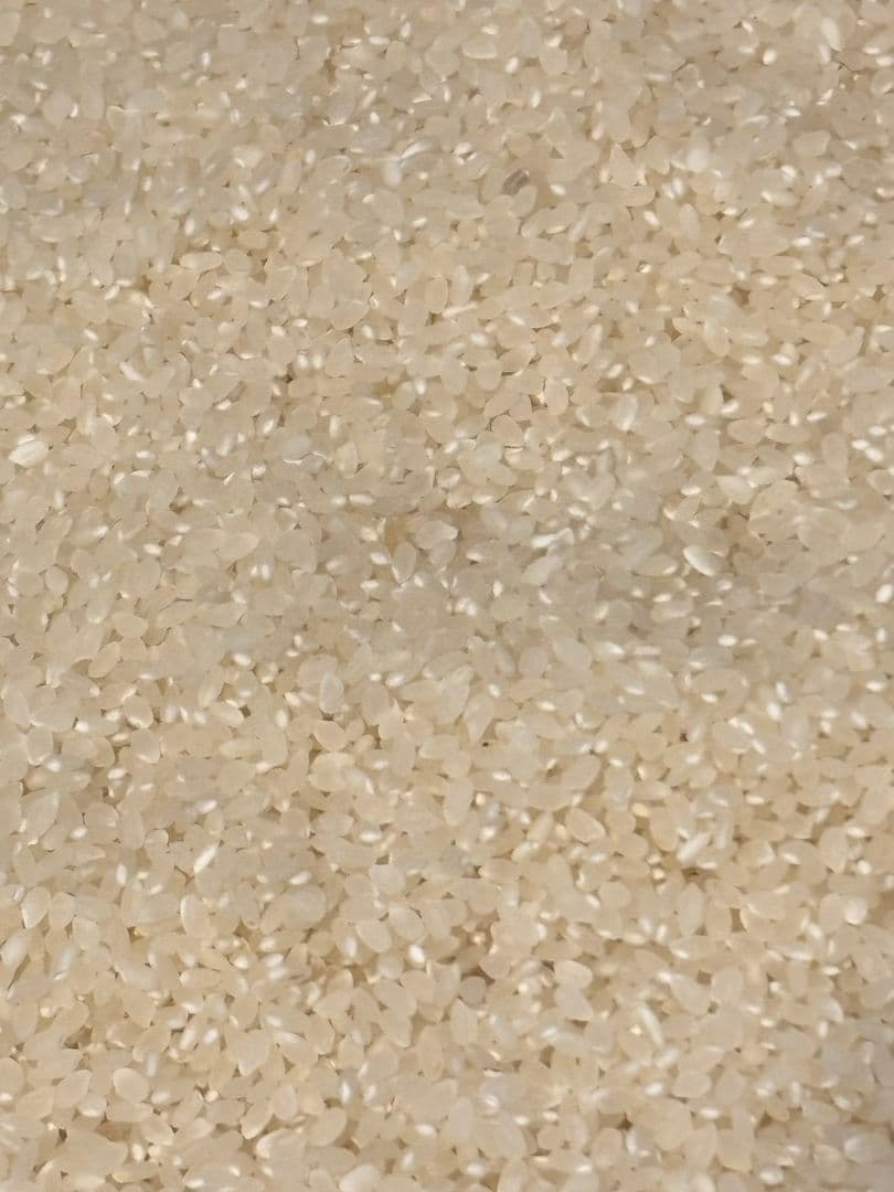 令和7年新潟県産コシヒカリ10㌔