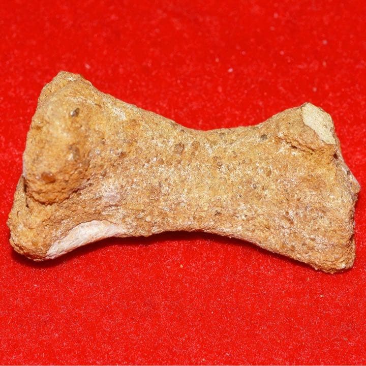 モロッコ産 ガリアネミスの肢骨化石