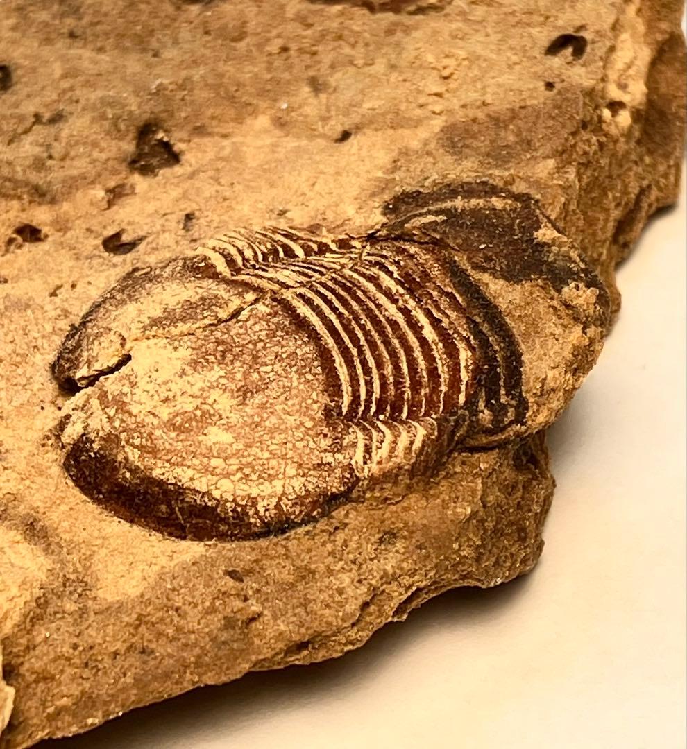 三葉虫　化石　Meitanillaenus