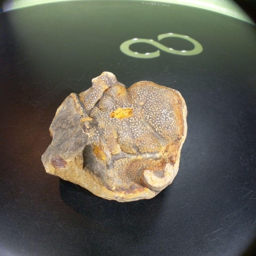 三葉虫　化石　fossil　海　ボリビア産　trilobite　ボリビア化石郡⑦