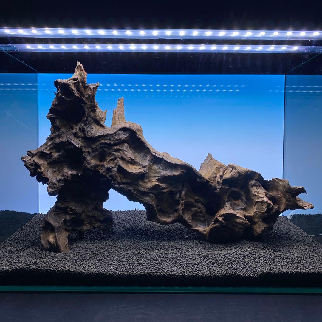 MRW-6570 特大自立赤系天然流木　1点物　流木　アクアリウム