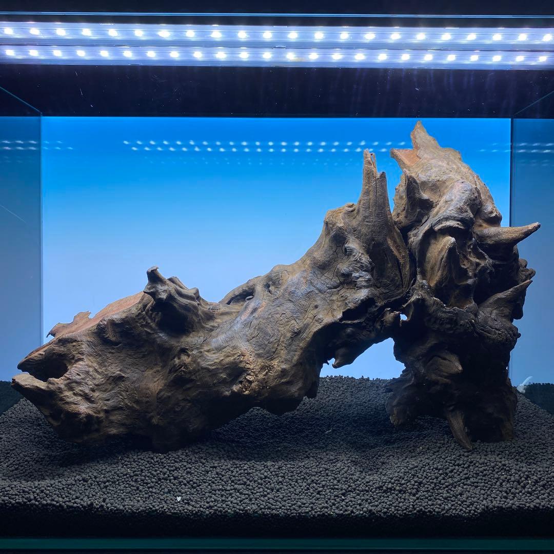 MRW-6570 特大自立赤系天然流木　1点物　流木　アクアリウム