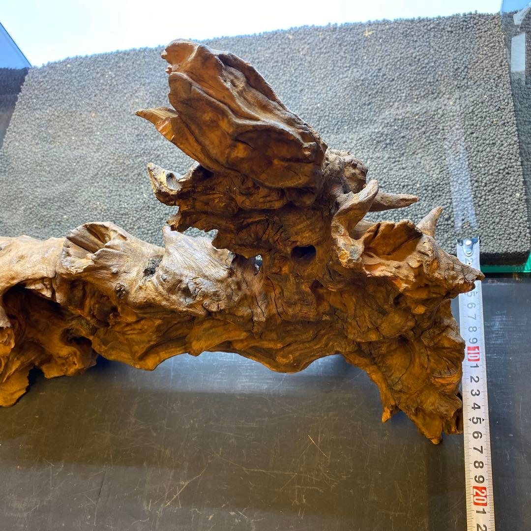 MRW-6570 特大自立赤系天然流木　1点物　流木　アクアリウム