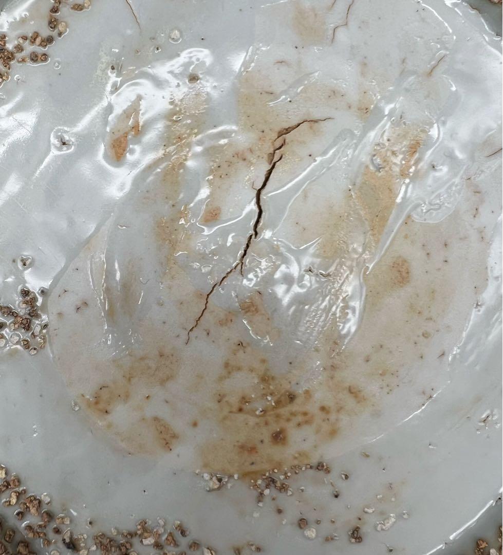 中国美術 中国古玩 明代 青華染付 飾り皿 大皿