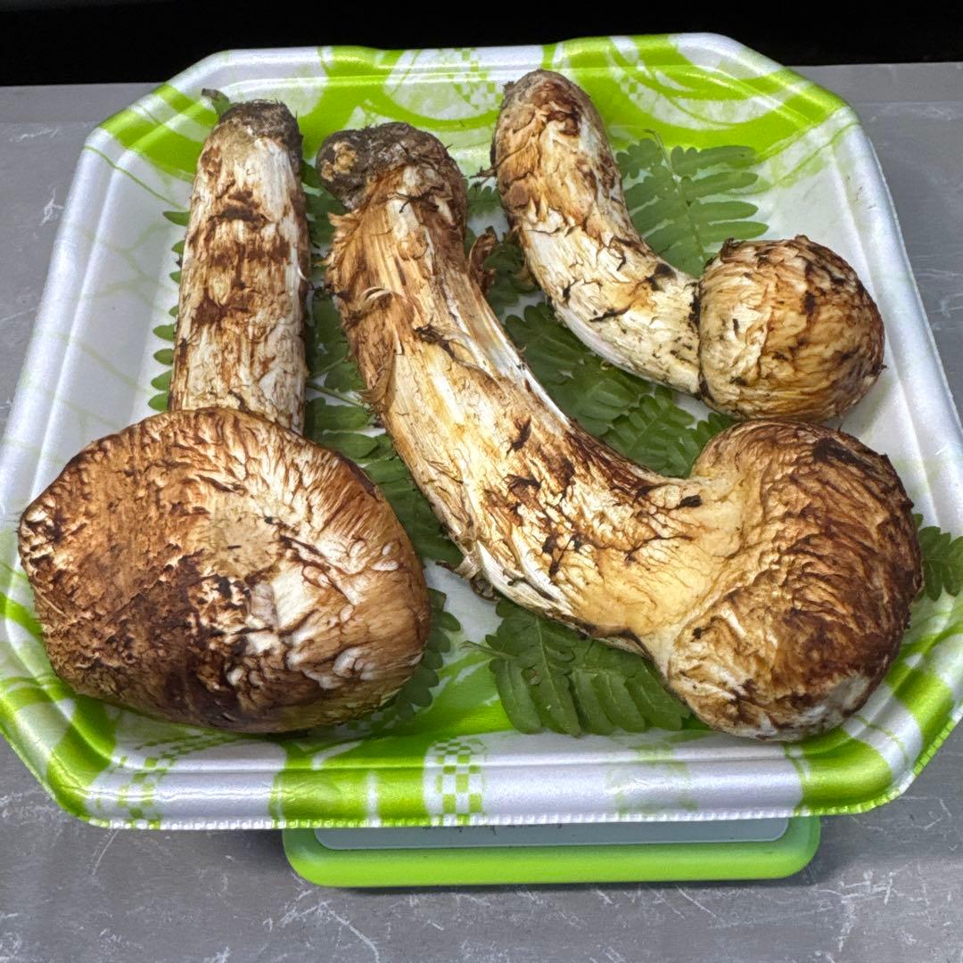 岩手県産　採れたて！　マツタケ　松茸　まつたけ　国産　天然