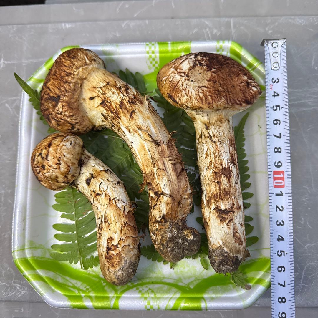 岩手県産　採れたて！　マツタケ　松茸　まつたけ　国産　天然
