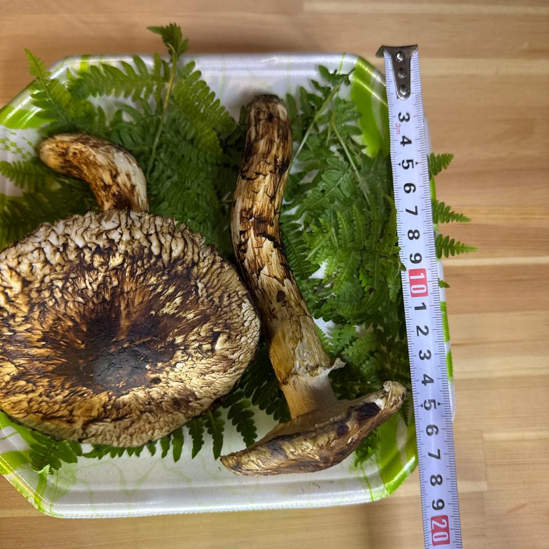 岩手県産　採れたて！　松茸　マツタケ　まつたけ　国産　天然