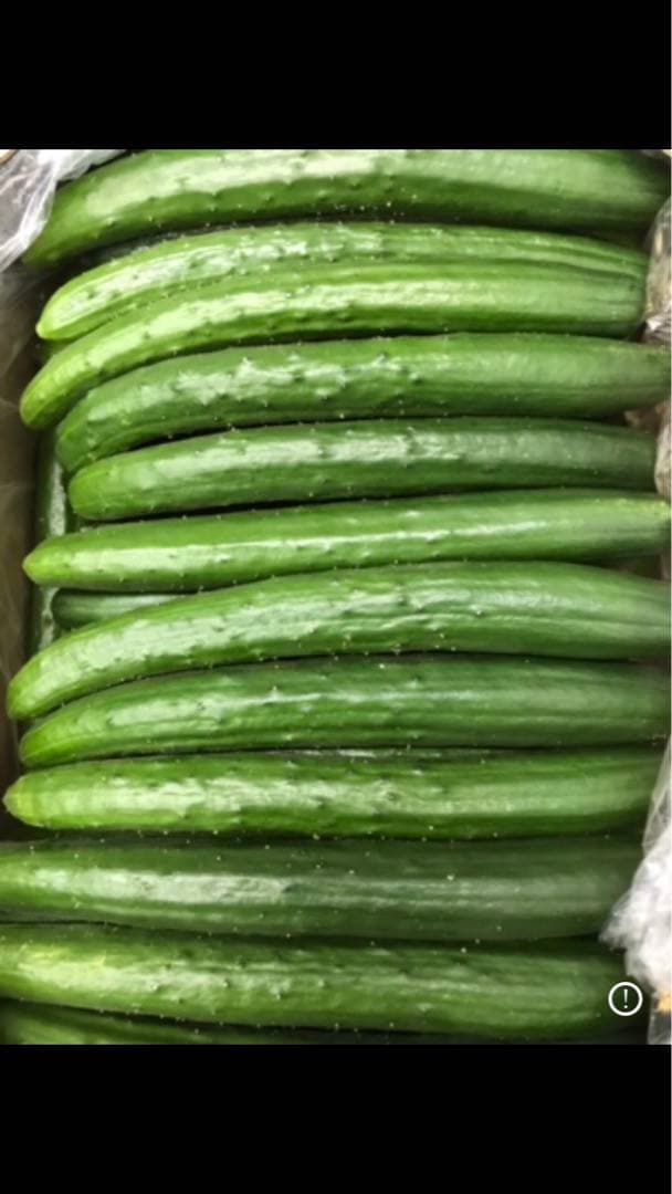 宮崎県産　きゅうり　箱込み　20kg 約75本