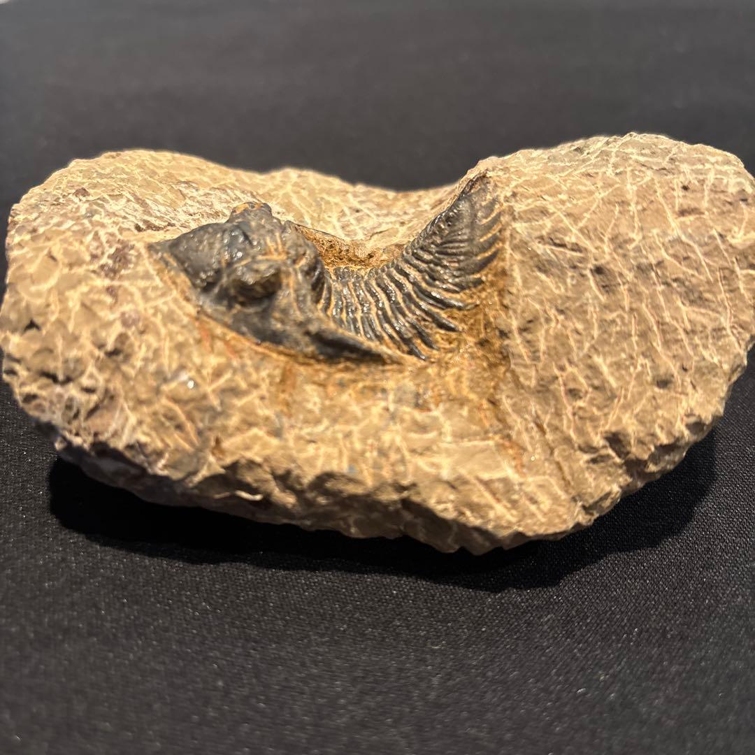 三葉虫化石　ただ今発見