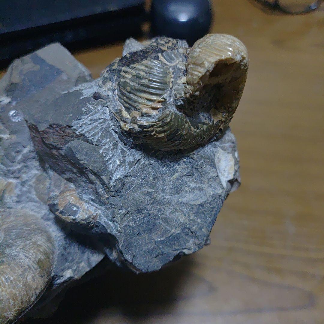 北海道アンモナイト正、異常巻き