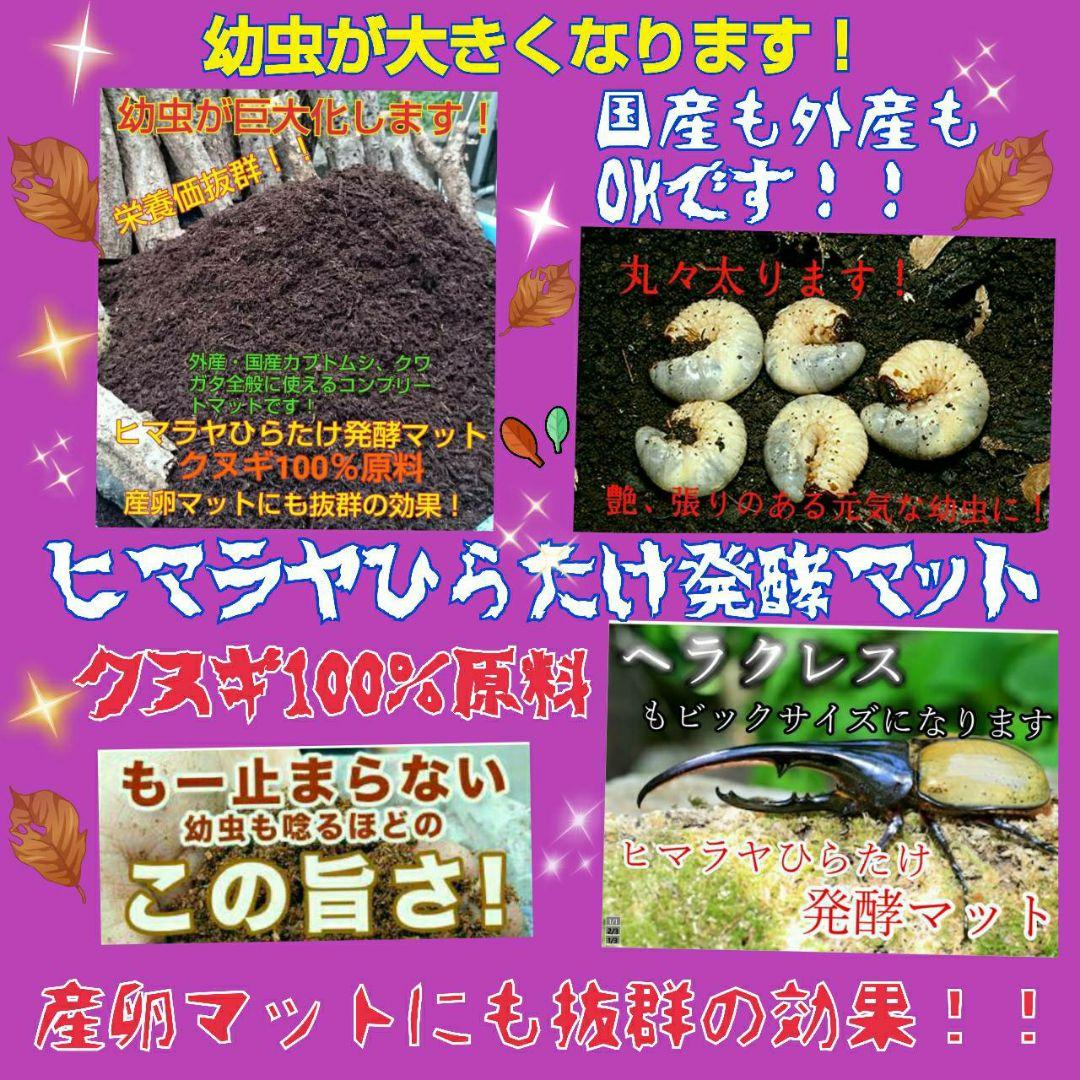 送料無料！カブトムシ幼虫の餌！栄養価抜群なので大きくなります！クワガタにも使える