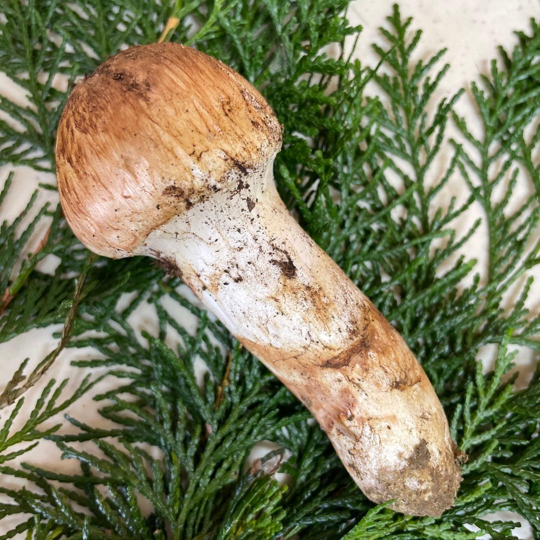 広島県産　松茸　今朝採れ