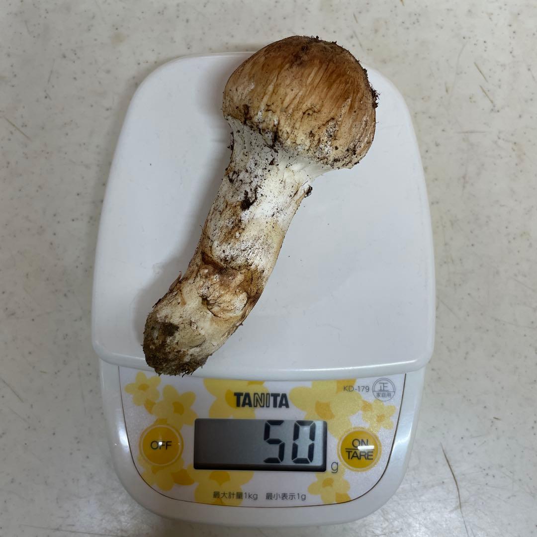 広島県産　松茸　今朝採れ