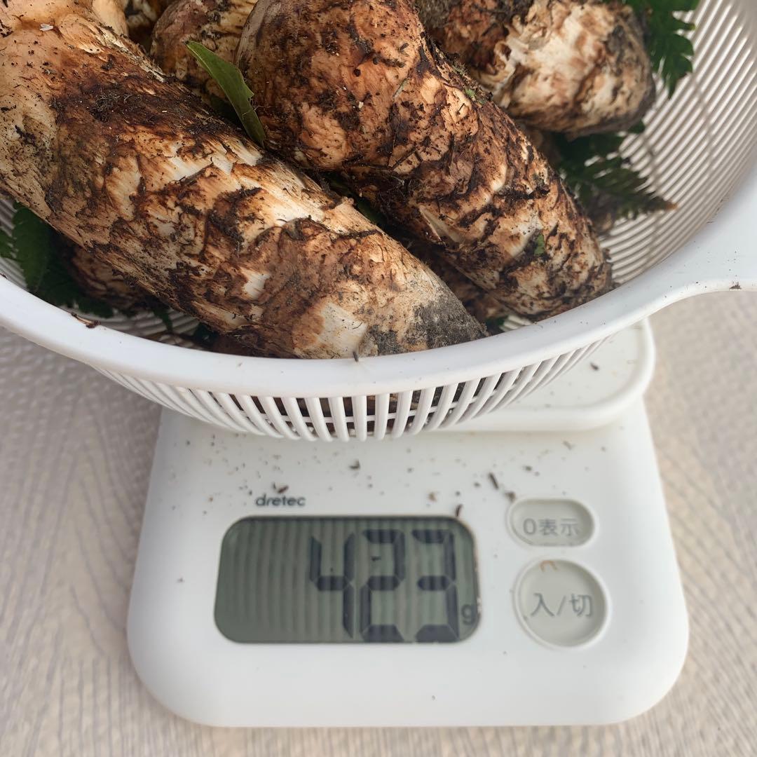 岩手県産　天然松茸　大量　423g 最後なので送料込み！