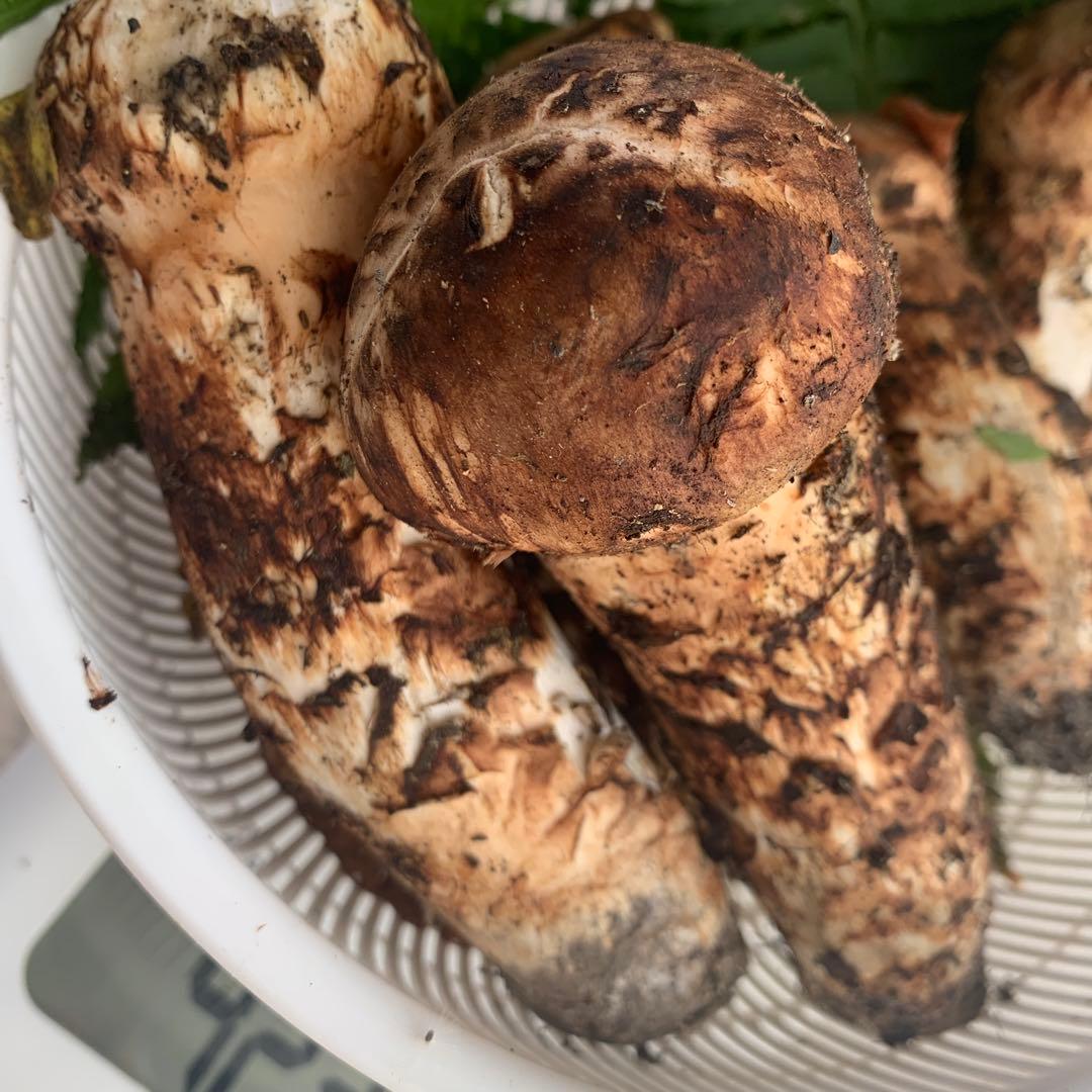 岩手県産　天然松茸　大量　423g 最後なので送料込み！