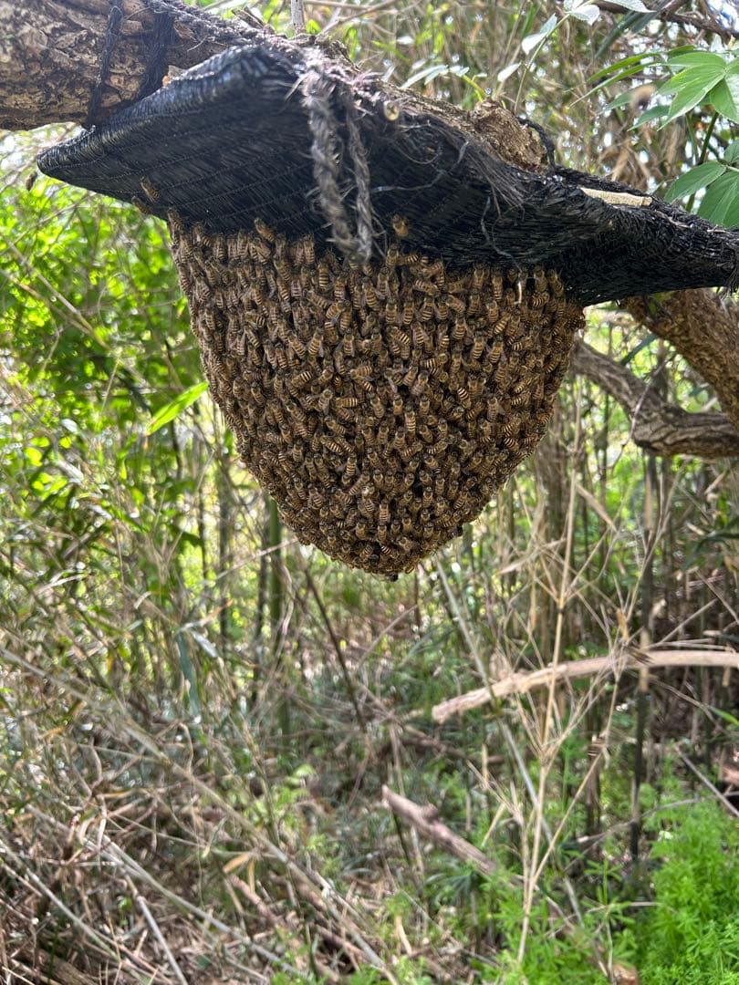 日本蜜蜂・純粋天然蜂蜜 1200g(600g2本)
