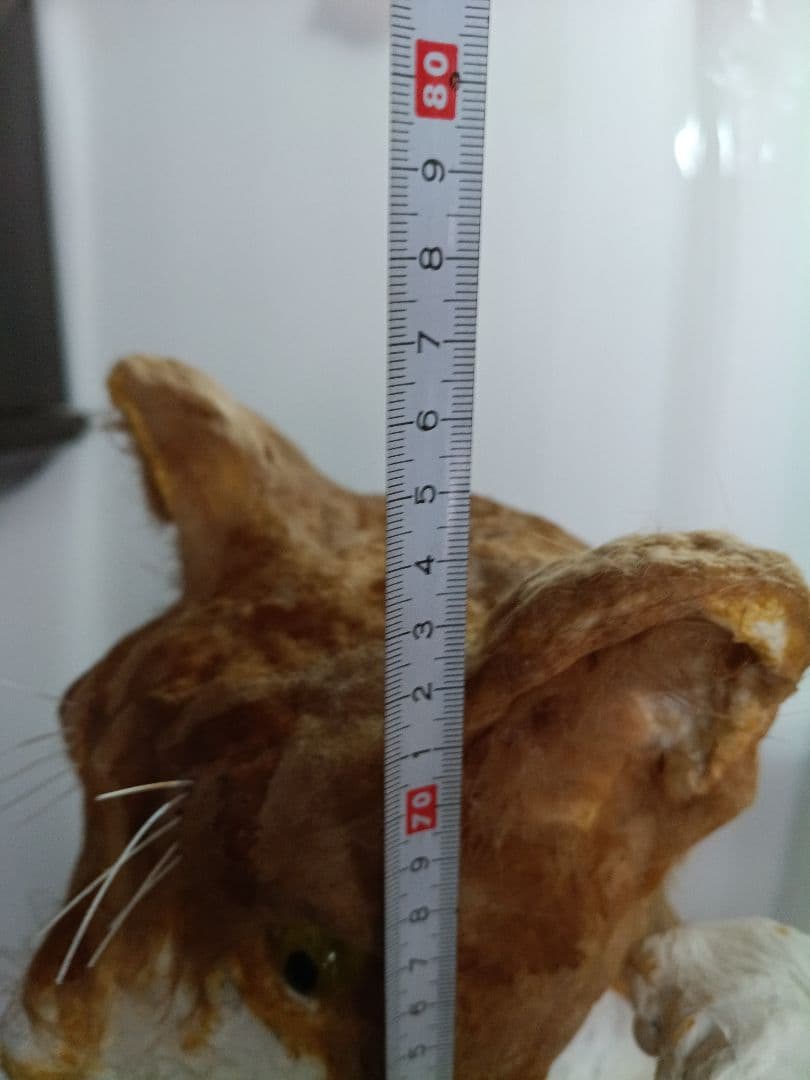 張り子作家　猫