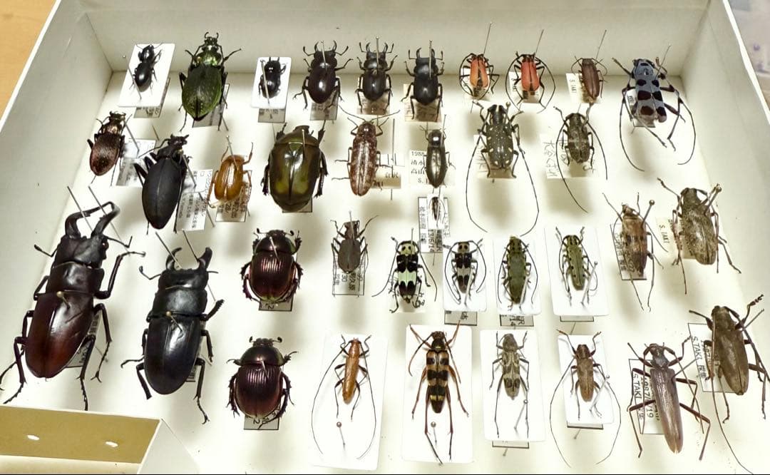 日本産甲虫標本セット