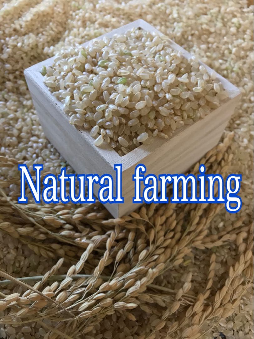 Natural farming 自然栽培玄米 知育 腸脳相関 Cuboro