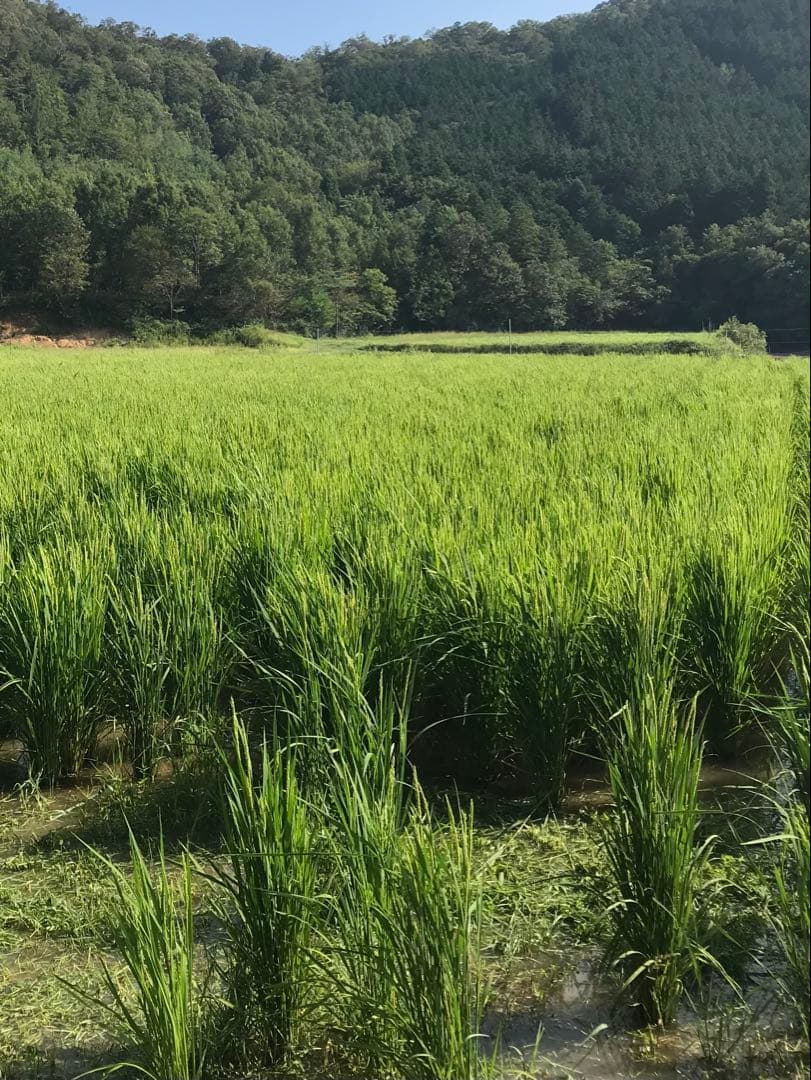 Natural farming 自然栽培玄米 知育 腸脳相関 Cuboro