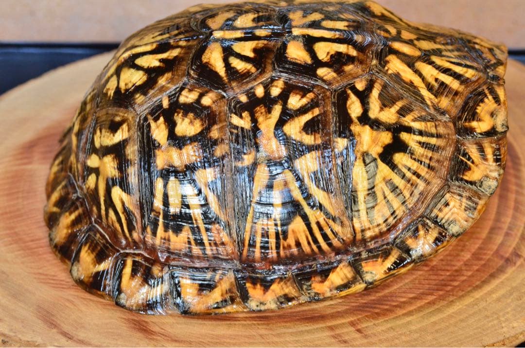 トウブハコガメ骨格標本(甲羅) 極美放射模様　剥製　爬虫類