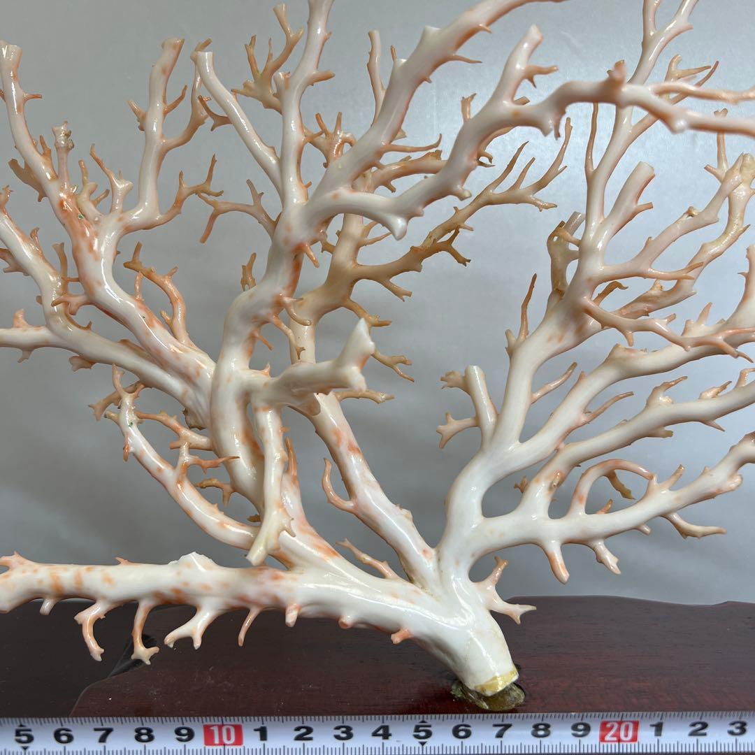 本桃色特大珊瑚　ケース付　東Y8-0129①トコニ