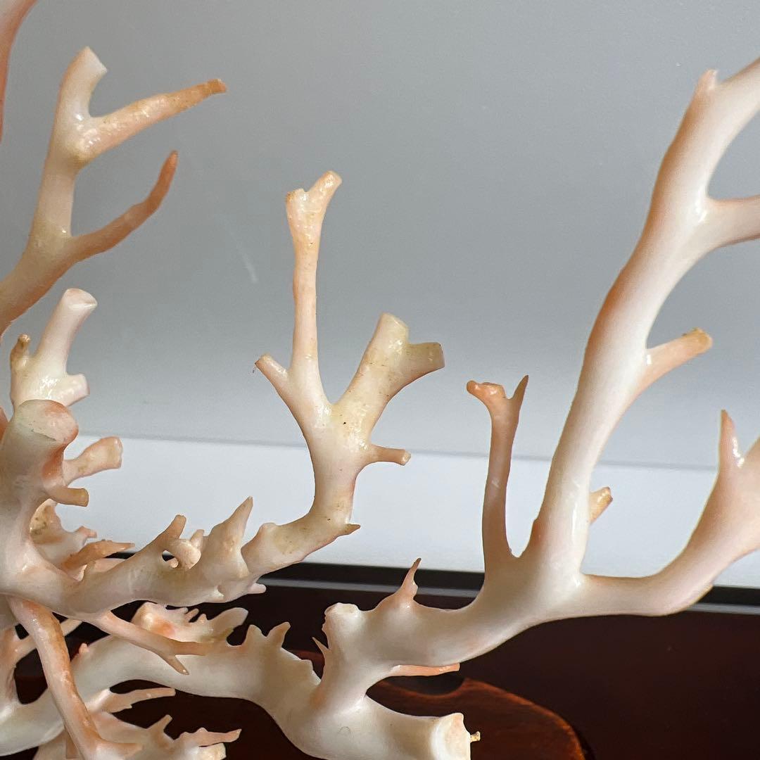 本桃色特大珊瑚　ケース付　東Y8-0129①トコニ