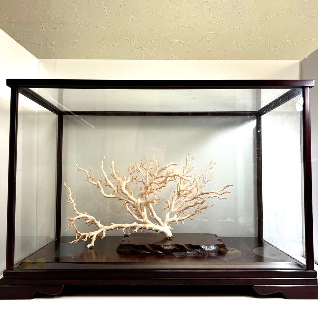 本桃色特大珊瑚　ケース付　東Y8-0129①トコニ