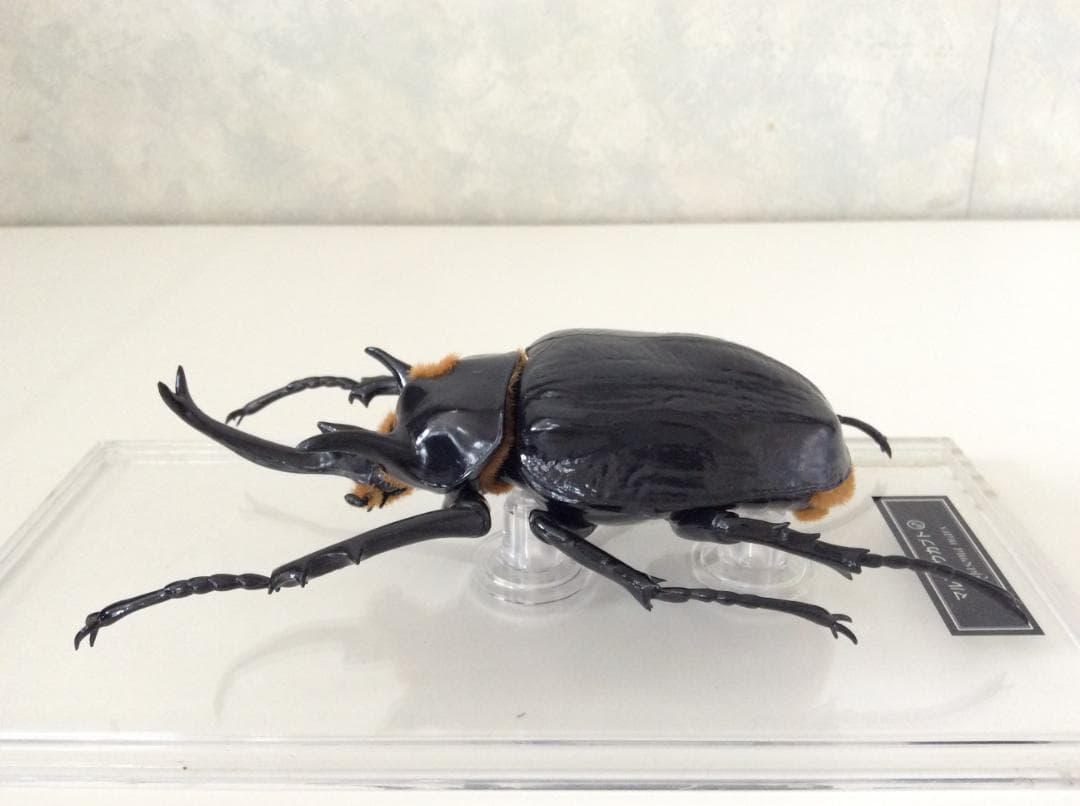 マルスゾウカブト カブトムシ 標本 全長約11.5cm 甲虫 昆虫 ビートル