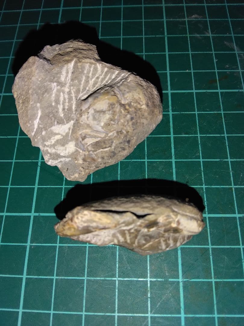 北海道三笠市産　甲殻類化石　蟹化石　海老？　化石　化石標本