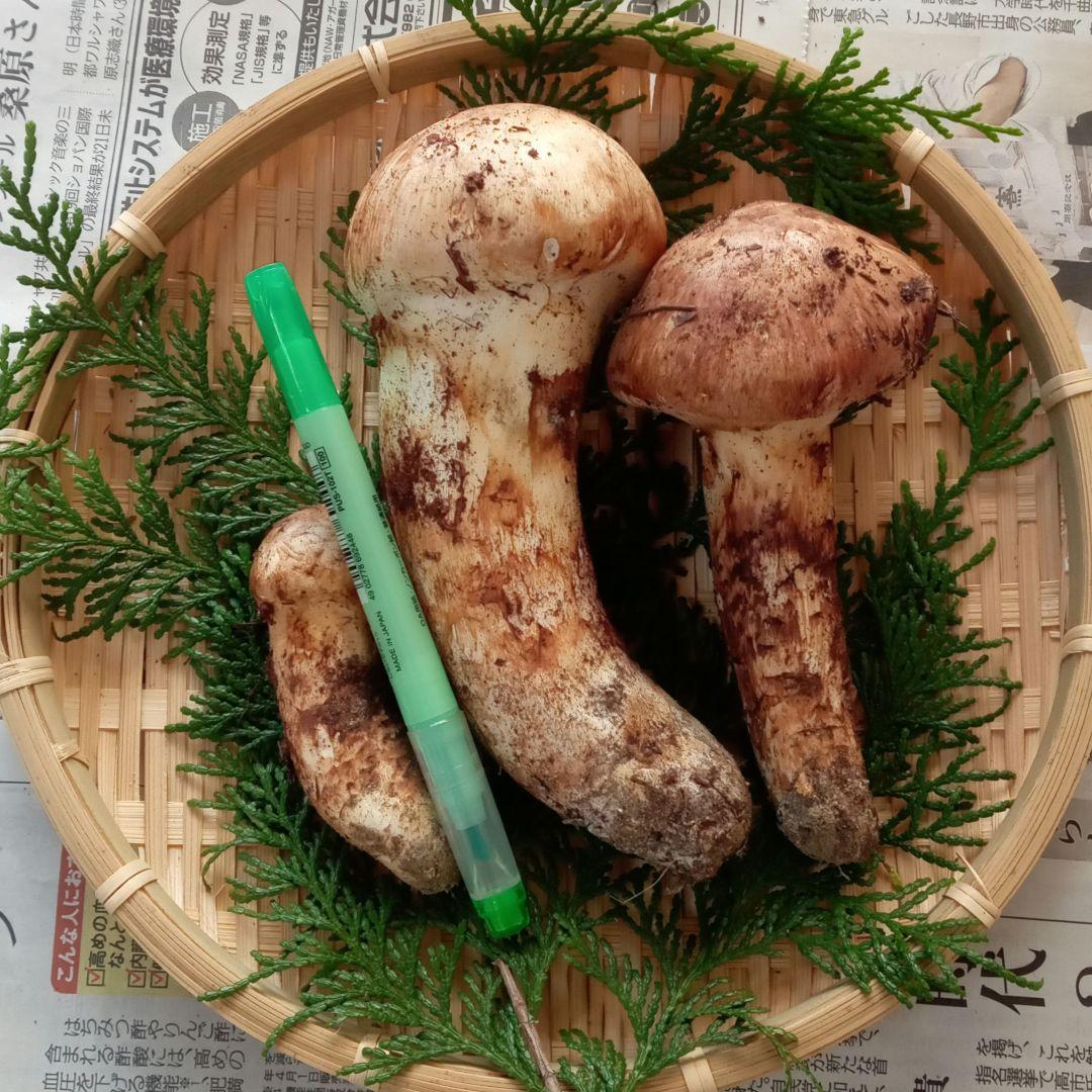 長野県産　松茸　240g