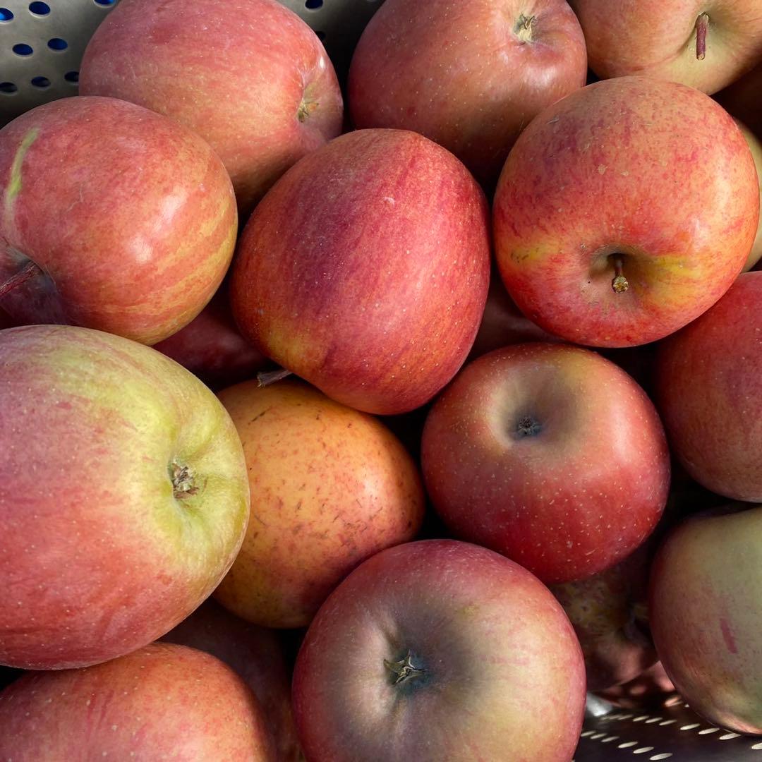 長野県産 加工用りんご 摘果りんご サンふじ 20kg 大量 スムージーに 1