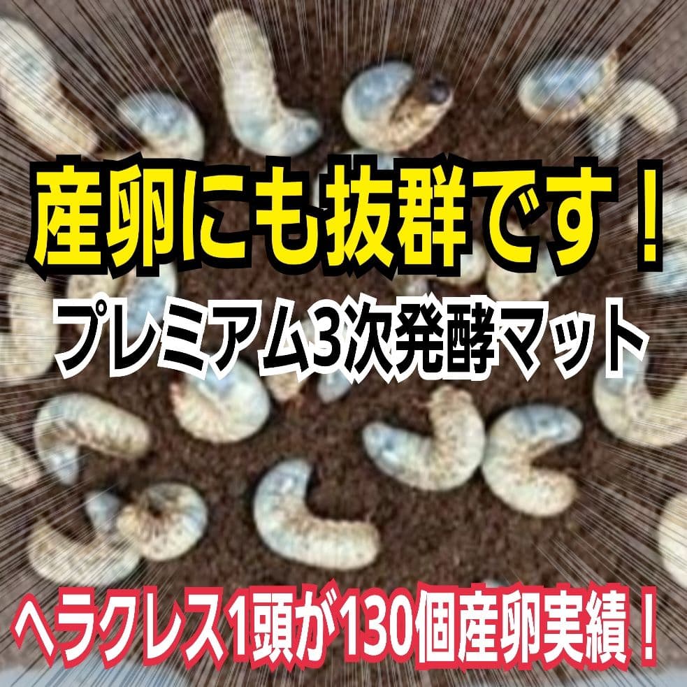 プレミアム3次発酵カブトムシマット　100リットル　ヘラクレス181ミリ羽化実績