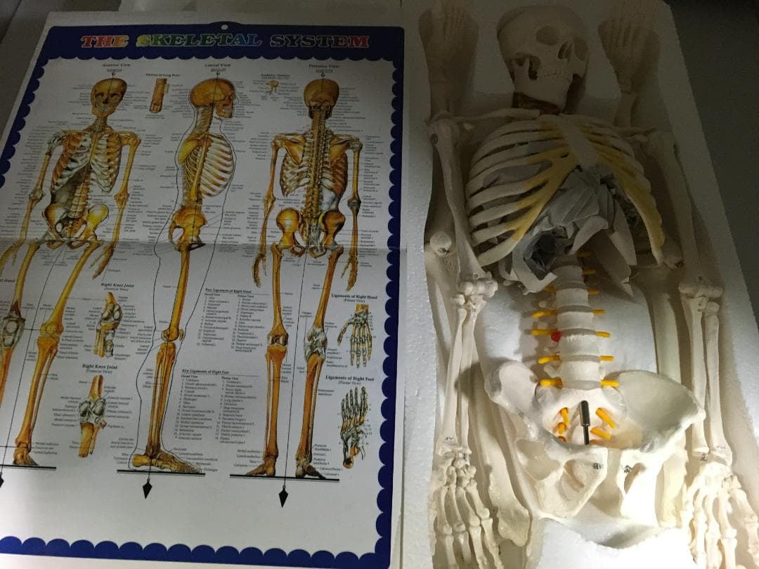 1/2スケール 人体模型 可動式