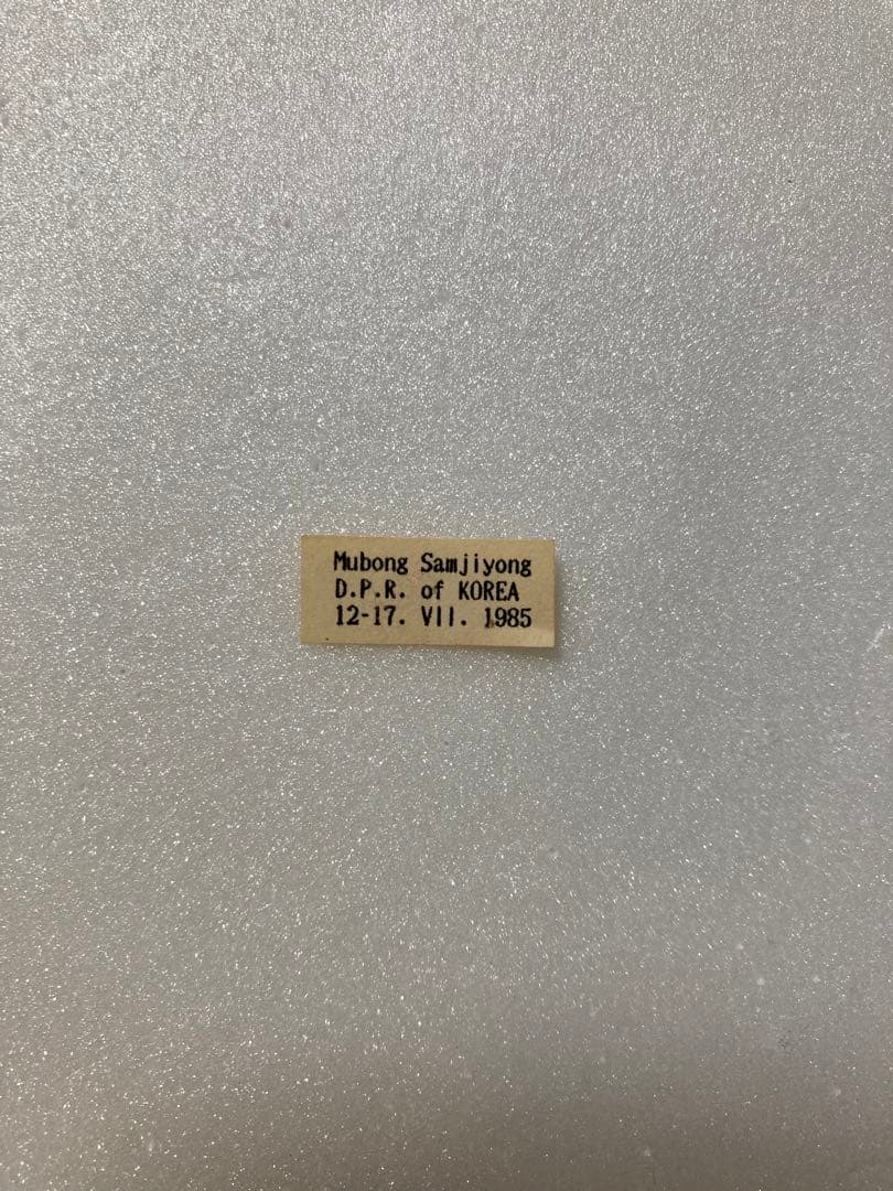 パルナシウス・ノミオン（1オス・北朝鮮）